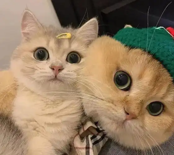 笔记灵感  #情侣头像分享  #动物世界  #小猫咪  #情头