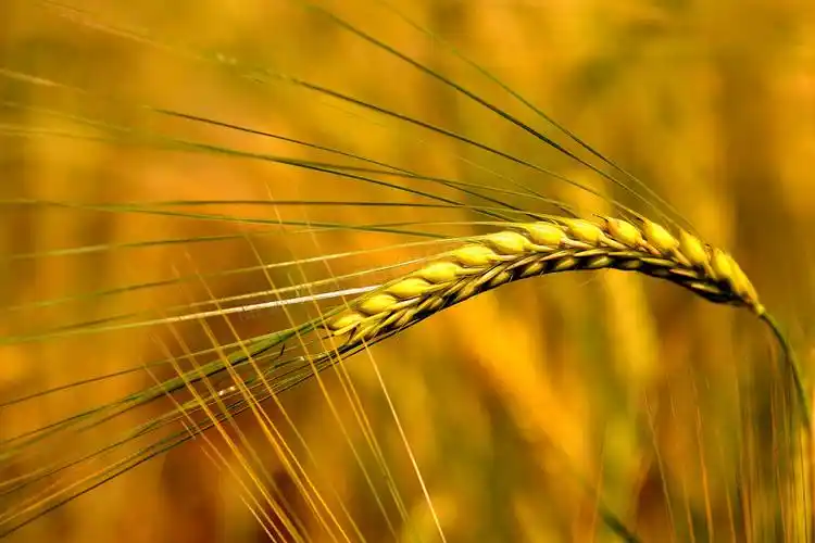 麦田里的麦穗特写微距摄影高清图片