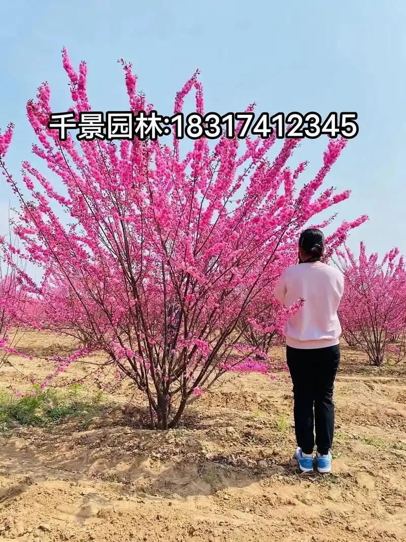 千景园林主营:红梅/美人梅/单杆丛生榆叶梅/单杆丛生腊梅/珍 - 抖音