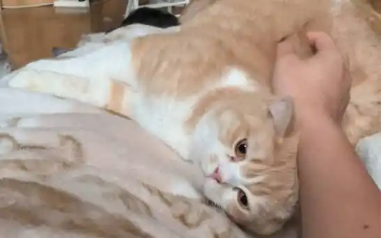 乳白色英国短毛猫 | 吾朝第一"胖妃"