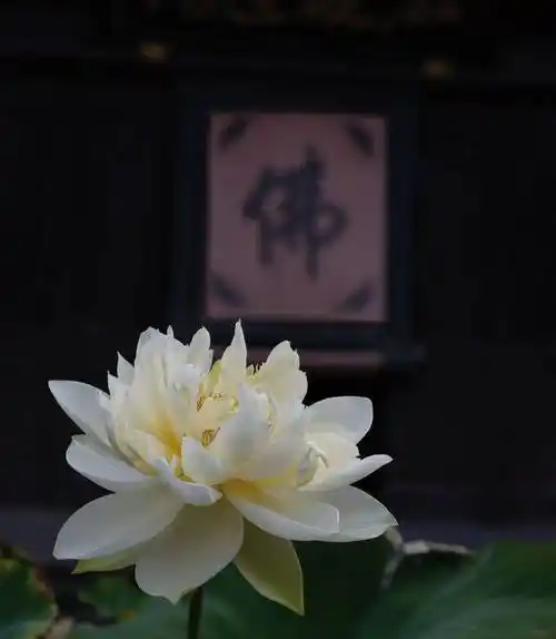 运用佛家中的荷花意境,建设了集佛教文化和园林景观胜景于一体的莲花