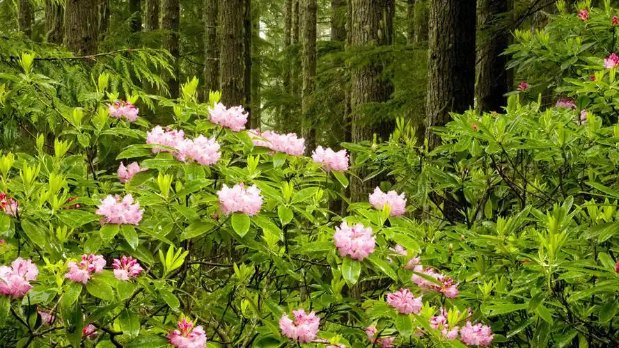 树林鲜花风景 图片素材下载-自然风景-自然景观-图片素材 - 集图网