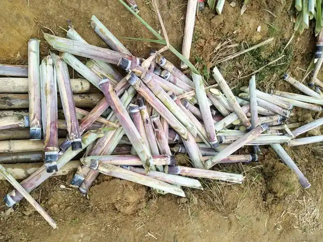 2020广西优质黑皮甘蔗种苗-常年供应 - 广西黑皮甘蔗网