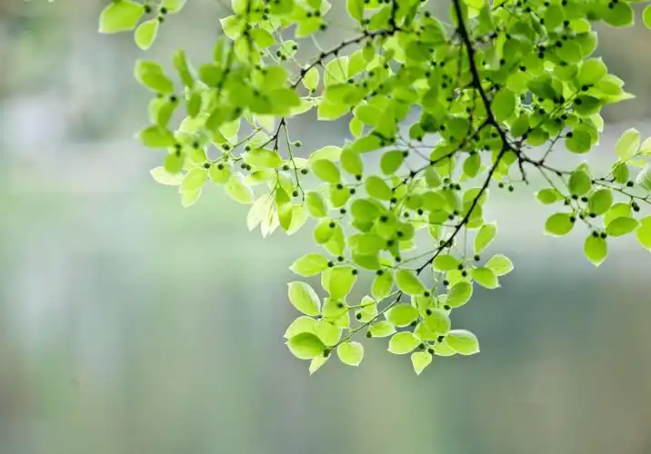 春天的绿清清亮亮