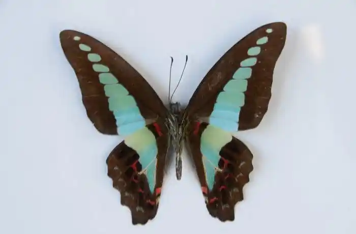 木兰青凤蝶图片木兰青凤蝶高清蝴蝶图片