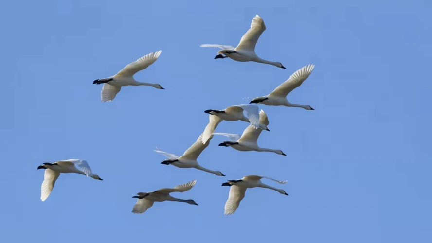 壮观一群小天鹅飞临霞浦福宁湾