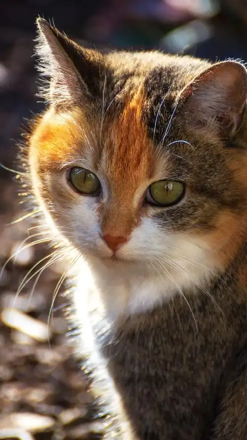 壁纸 猫,阳光 3840x2160 uhd 4k 高清壁纸, 图片, 照片