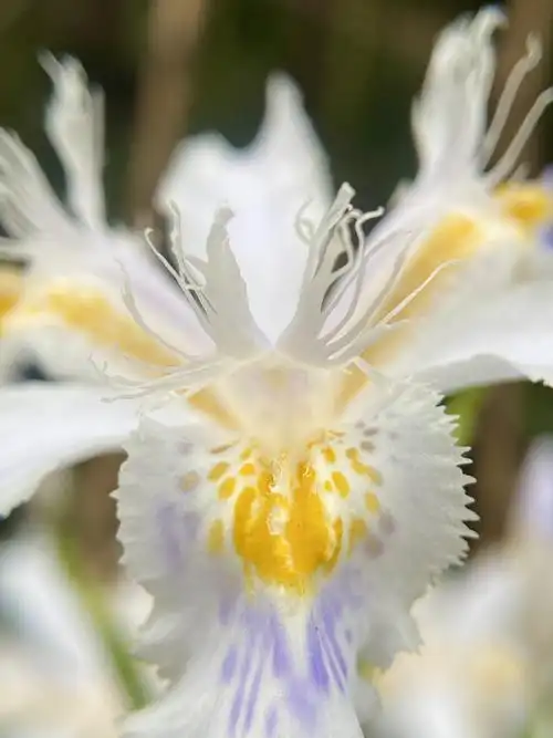 鸢尾兰 带着森林松树叶那独有的芳香 带着山涧晶莹