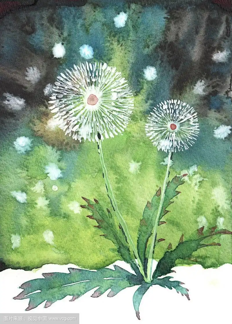 唯美手绘水彩插画系列-地面的蒲公英