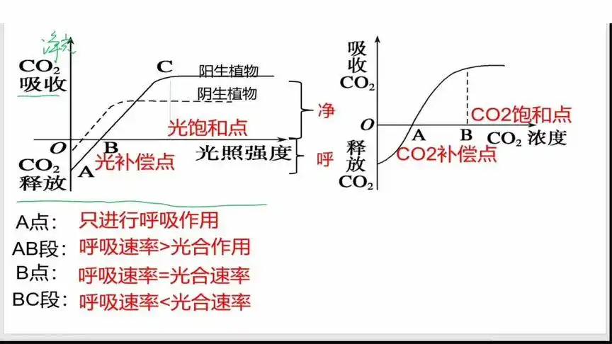 高一生物光合作用:光合作用与呼吸作用图像2