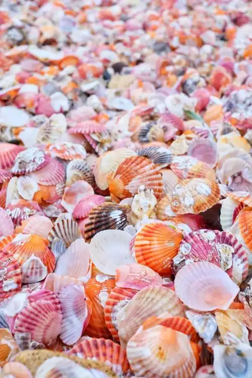 哇!大连有片"贝壳海滩"