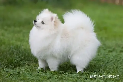 热门白色狗狗盘点像棉花糖一样超可爱好想养一只