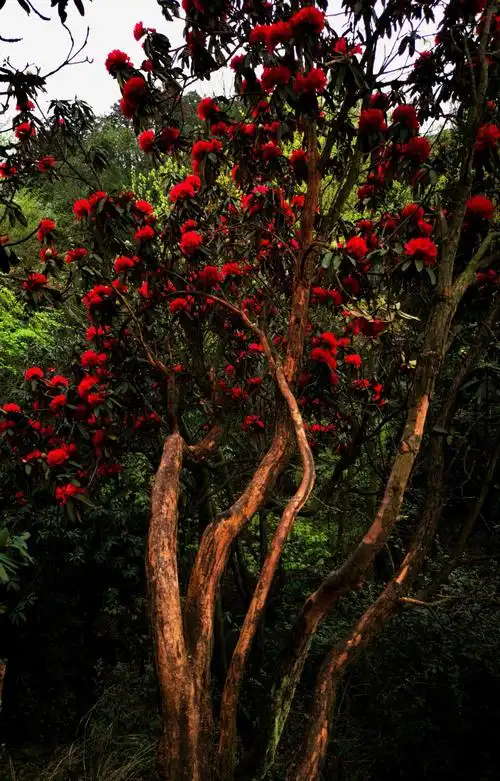 杜鹃醉美映山红.