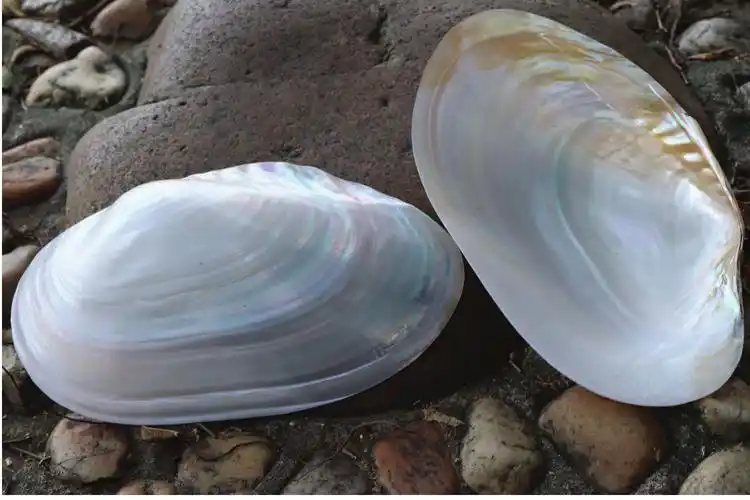 天然大珍珠蚌壳超大贝壳拍摄道具鱼缸水族造景摆件果盘餐盘