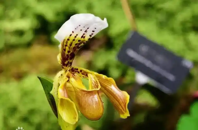 国家Ⅰ级濒危物种格力兜兰的鉴赏辨识与保护现状