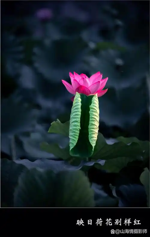 那一朵红色的莲花,犹如盛夏的艳阳,在绿色的莲叶中独自绽放.