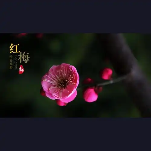 红梅花开·暗香疏影·如诗如画