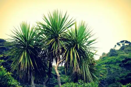 白菜棕榈白菜树照片