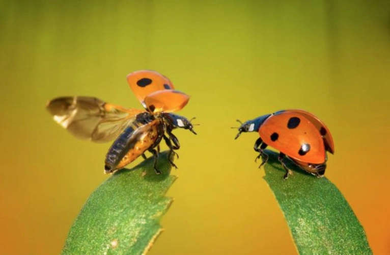 盘点农村常见的小动物,活农药"花大姐",七星瓢虫