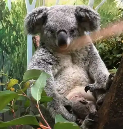 (funny出袋照,摄于长隆野生动物世界)(funny与麻麻jjenny,摄于长隆