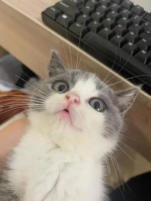 我可爱的嘟嘟呀06丑萌丑萌的#英短蓝白  #我家宠物好可爱  #蓝白