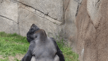 谁会朝你丢大便?答案最有可能的就是猩猩了.这种