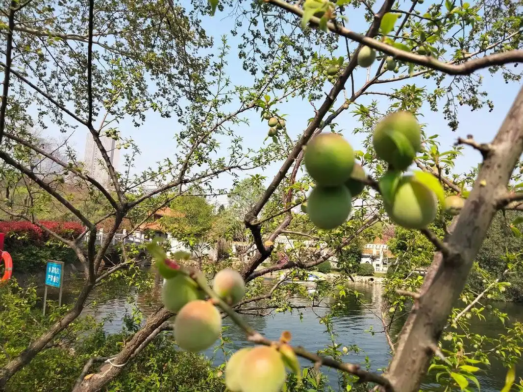 梅花*青梅.游人如织的梅苑里醉人的梅花树上结满了青梅.不远处 - 抖音