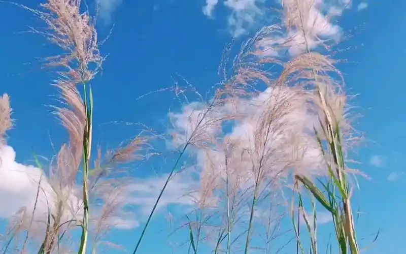 抖音风景酷炫集锦其实我们的灵魂一直在飘荡如果是你你会选择在哪里老