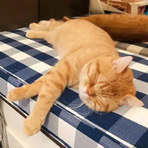 胖橘猫头像超清超萌的胖橘猫图片可爱头像