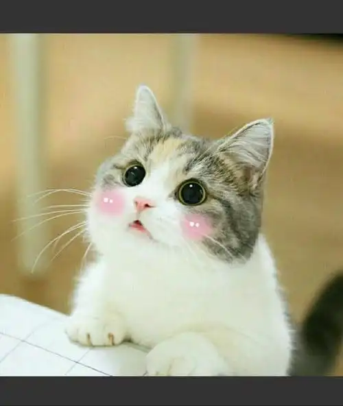 教你向猫咪学习如何正确地撒娇!