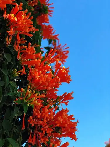 富贵吉祥炮仗花 红红火火迎春来