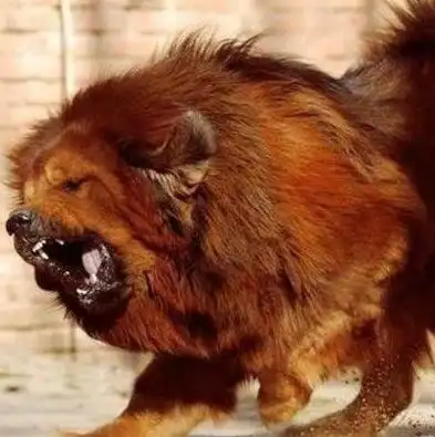 鬼脸藏獒,比普通藏獒更可怕