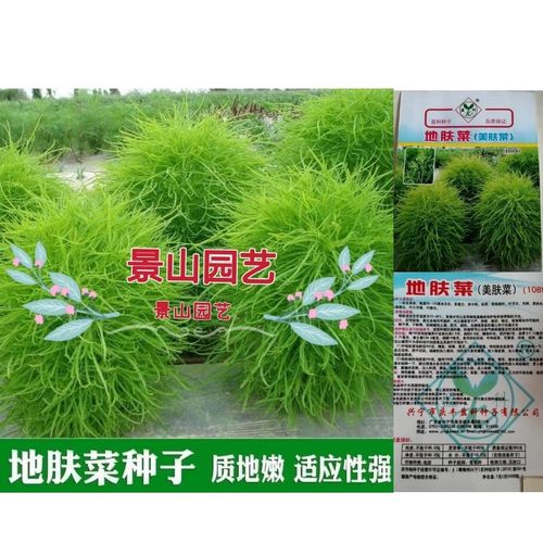 地肤菜种子扫帚菜种子阳台盆栽庭院绿化可反复采摘野菜美肤菜种子