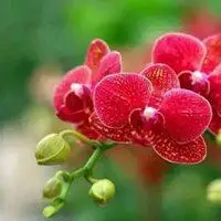 象征幸福的花朵头像【点击鼠标右键下载】