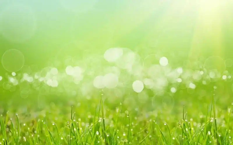 小草,清新,自然风景,电脑壁纸,壁纸绿色护眼清新植物写真