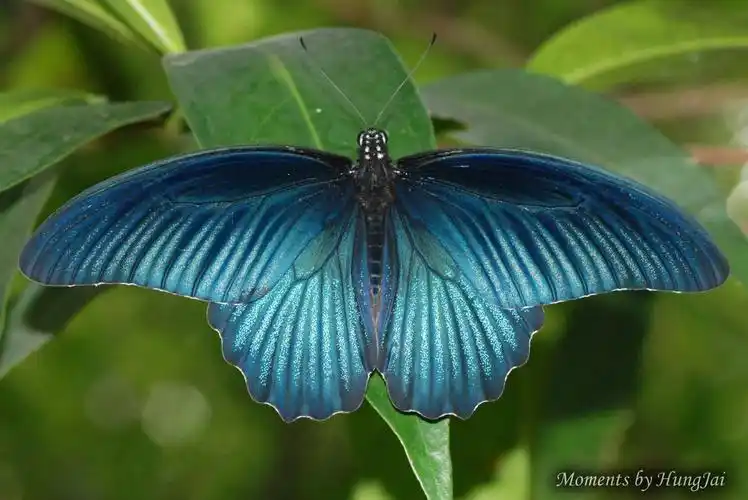 这种蓝色的蝴蝶,叫什么名字?