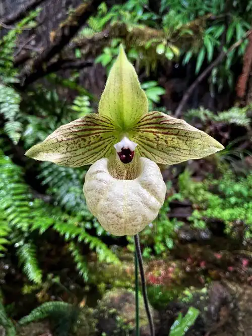 兰科 兜兰属植物亭亭而立别致可爱的小兜兜是它特化的唇瓣里面有着