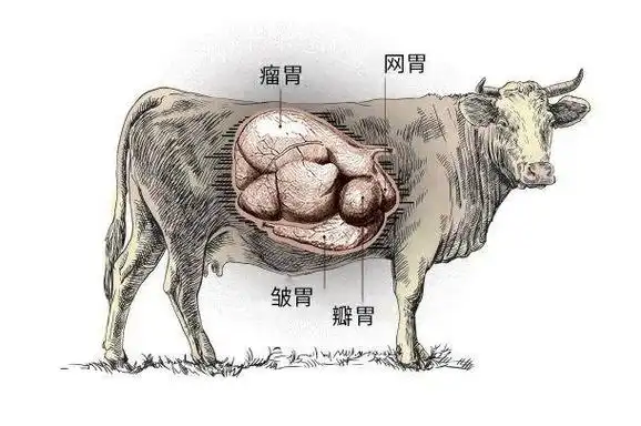 收集牛屁当燃料?首先,是牛嗝,不是牛屁