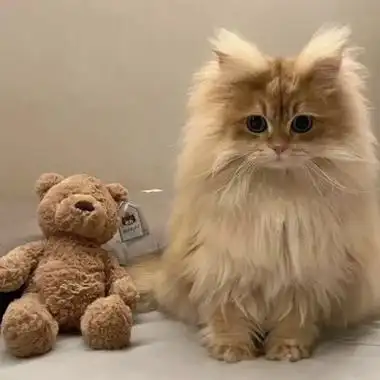 小猫图片可爱头像