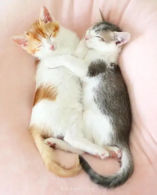 睡觉也要抱一起两只猫同框怎么可以这么甜