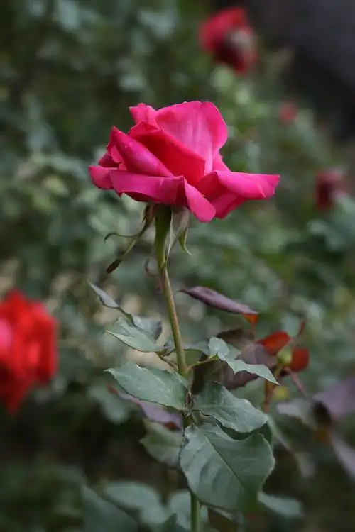 玫瑰花图片大全大图高清玫瑰鲜花(玫瑰花图片大全大图高清玫瑰鲜花花