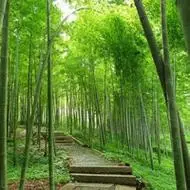 小清新竹子风景高清qq头像图片