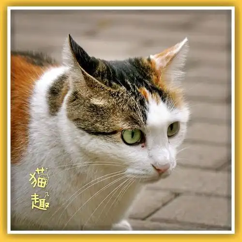 可爱的大花猫