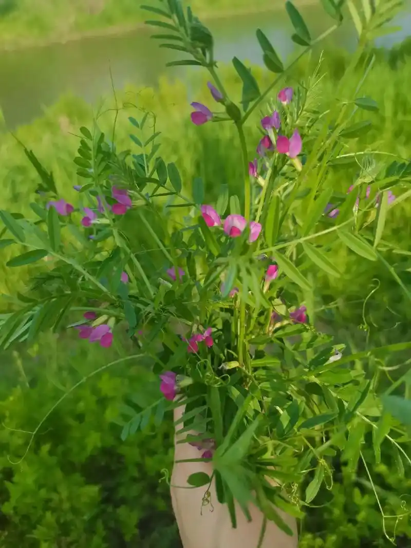 今日份清新小野花野豌豆