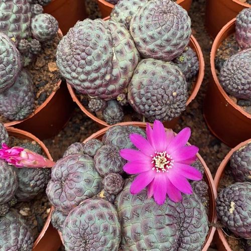 多头紫丽丸仙人球会开花的桌面办公室内防辐射吸甲醛美观易养