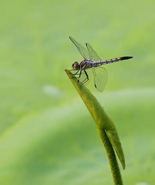 【拍摄的蜻蜓摄影图片】生态摄影_太平洋电脑网摄影部落