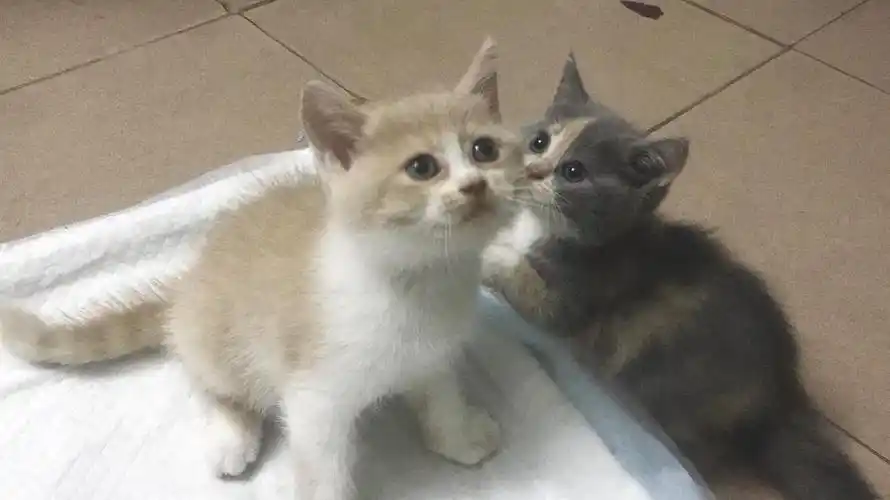 易胖体质-英短橘猫 #英短三花