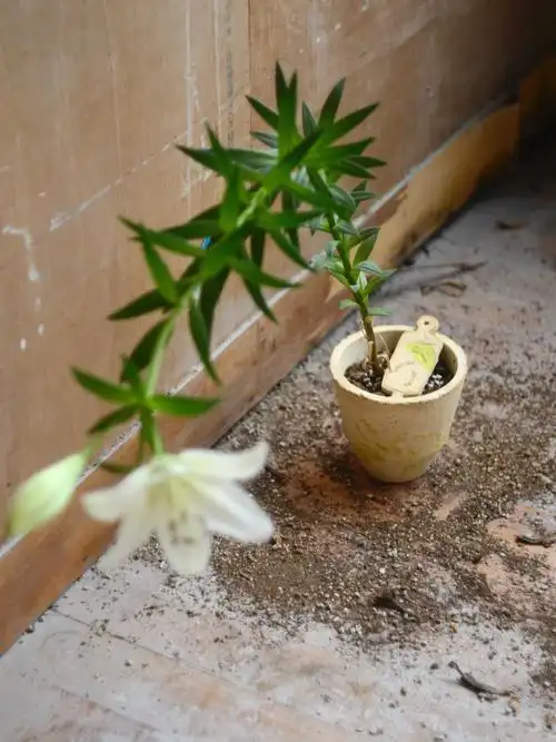 眼线百合开花过程