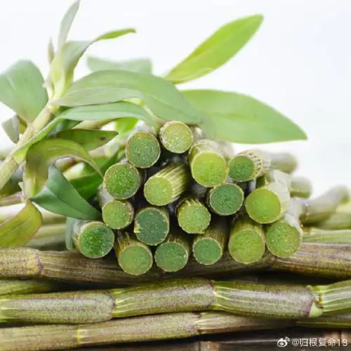 石斛的九大好处,疗一切阴虚,对眼睛特别好    原创 文泉杰    今天