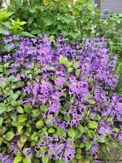 本文将为您详细介绍特丽莎香茶菜的养殖方法,注意事项以及其独特的